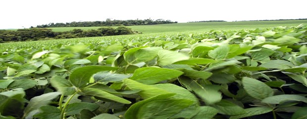 La producción de la soja caería a 43 millones de toneladas