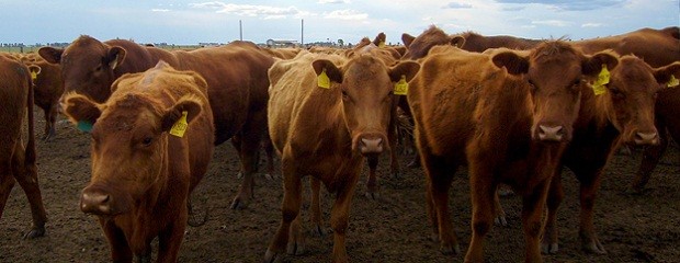 Premian investigación sobre la raza Braford