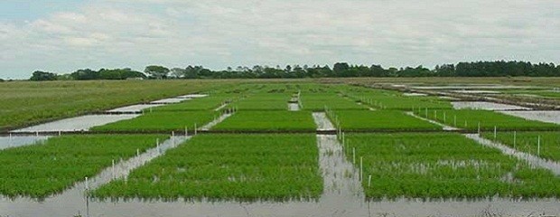 Hay una tendencia local que revoluciona el cultivo del arroz