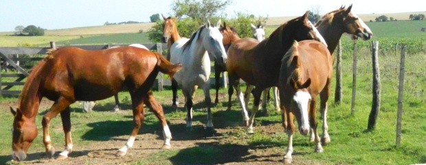 Un problema común en los caballos