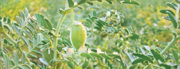 Hacia donde va el cultivo del garbanzo  