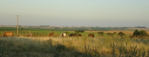 Manejo de la Materia Orgánica del Suelo: el efecto Invernade