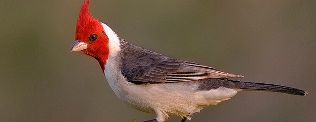 Se presentará al cardenal como ave provincial