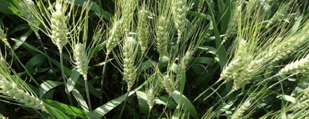 Cae hasta el 60% la intención de siembra de trigo 