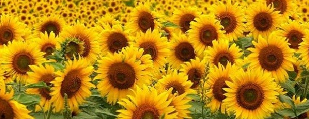 Se obtuvieron 17.685 tn de girasol en Entre Ríos 