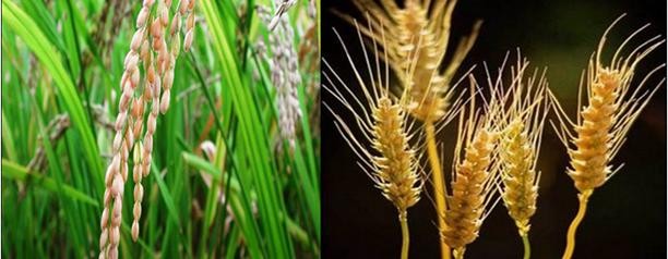 En cuatro años, India exportaría más trigo y arroz