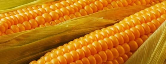 Argentina ya puede exportar maíz a China
