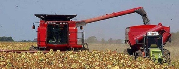 ¿Cuánto girasol se pierde en la cosecha?