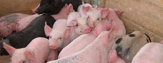 Nueva Comisión Evaluadora de la Producción Porcina