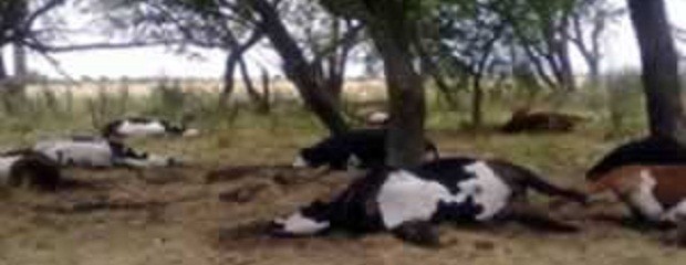 Extrañas muertes de bovinos en Departamento Federal 