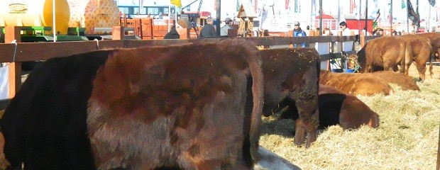 Exitosa venta de reproductores bovinos 