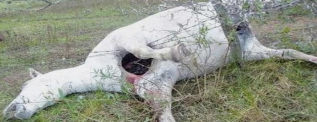 Aparece yegua mutilada en Nogoyá