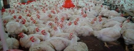 Brasil reduce producción avícola por suba en granos