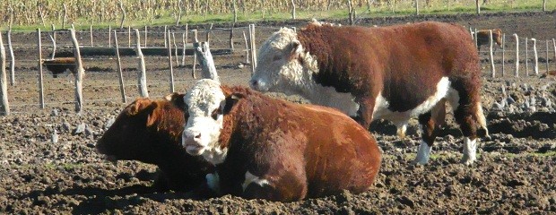 Destacan avances de situación sanitaria del rodeo provincial