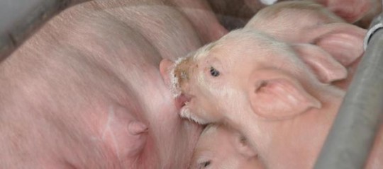 Exportadores brasileños de carne de cerdo denuncian  trabas