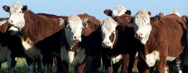 Empaste bovino: claves para hacer la diferencia