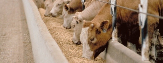 En Entre Ríos se viene el “Feedlot ecológico” desarrollado p