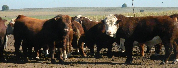 Senasa actualizó norma sobre control de garrapata en bovinos