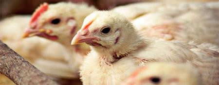 El sector avícola registra un crecimiento del 9%