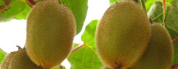Lograr kiwis de calidad