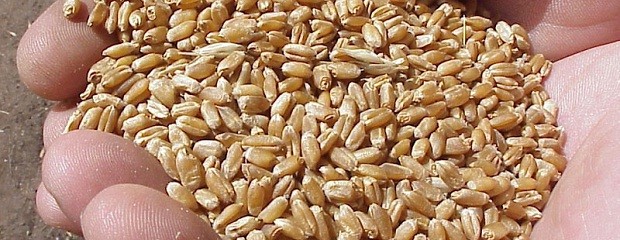 Bioceres planea lanzar primer semilla de trigo transgénica