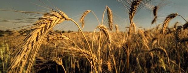 Alertan por poblaciones de diatraea en maíces y sorgos