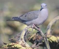  Estrategias para prevenir el daño de palomas 