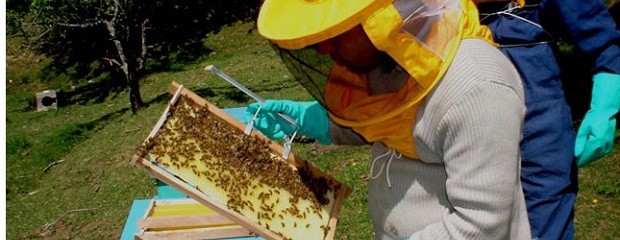 Aumenta el número de apicultores por la crisis