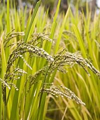 Nuevo sistema reduce el daño en granos de arroz