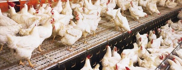 Crían 500 pollos parrilleros en la Escuela Agrotécnica