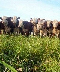 Manejo de pasturas para potenciar la producción