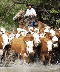 La cuestión es producir terneros y carnes en islas 