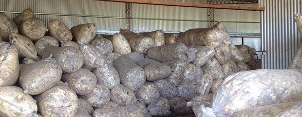 Lanas Chajarí: se vendieron 45 mil kilos de 68 productores