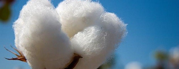 Crecería un 17% en la producción de algodón