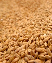 Consideraciones para elegir y manejar variedades de trigo