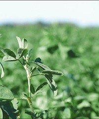 Buscando la mejor calidad en lotes de alfalfa