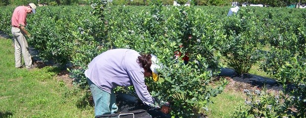 Convenio colectivo de trabajo para obreros de la fruta