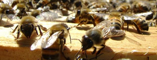 El Senado analizará un proyecto que regula la apicultura