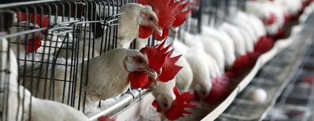 Buen negocio con los pollos enteros