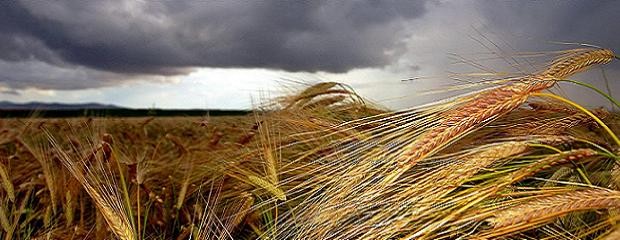 Excesos hídricos podrían afectar la cosecha de trigo 
