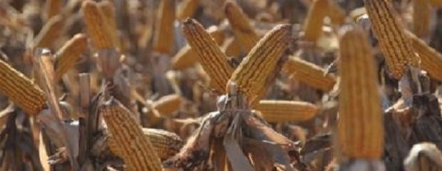 Se derrumbó un 67% la exportación de maíz
