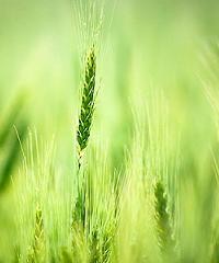 Monitoreo de calidad de siembra y control en trigo y cebada