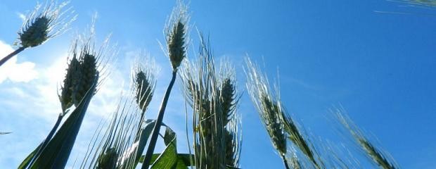 El cultivo de trigo vuelve a generar expectativas