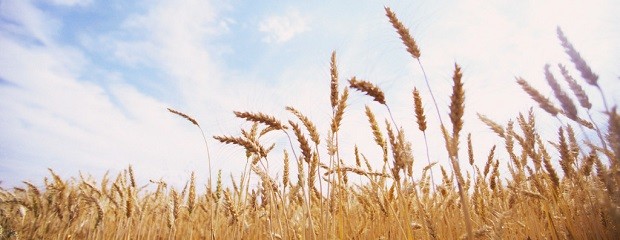 La superficie cultivada de trigo aumentará un 15%