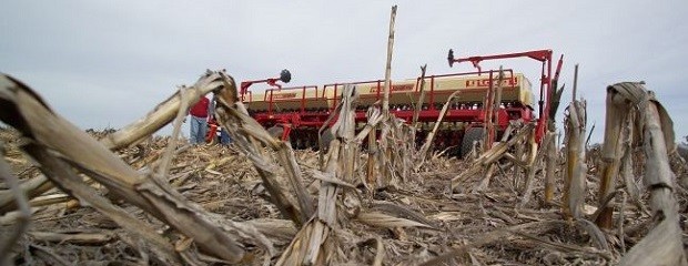Redujeron proyección de trigo por exceso de lluvias
