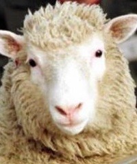 Como ser más eficiente en la cría ovina 