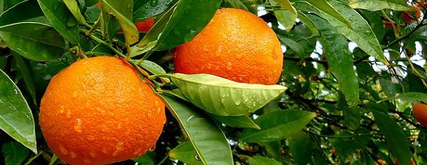 Buscan mantener los mercados para la exportación de naranja