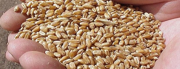 Restan 190 mil toneladas de trigo autorizadas sin vender