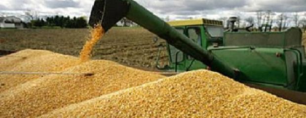 El maíz y el trigo llegaron a su menor valor en cuatro años