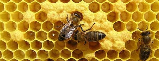 Preocupa la disminución de miel en Entre Ríos